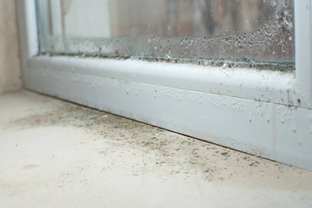 Best Preventive Mold Services in West Liberty, WV